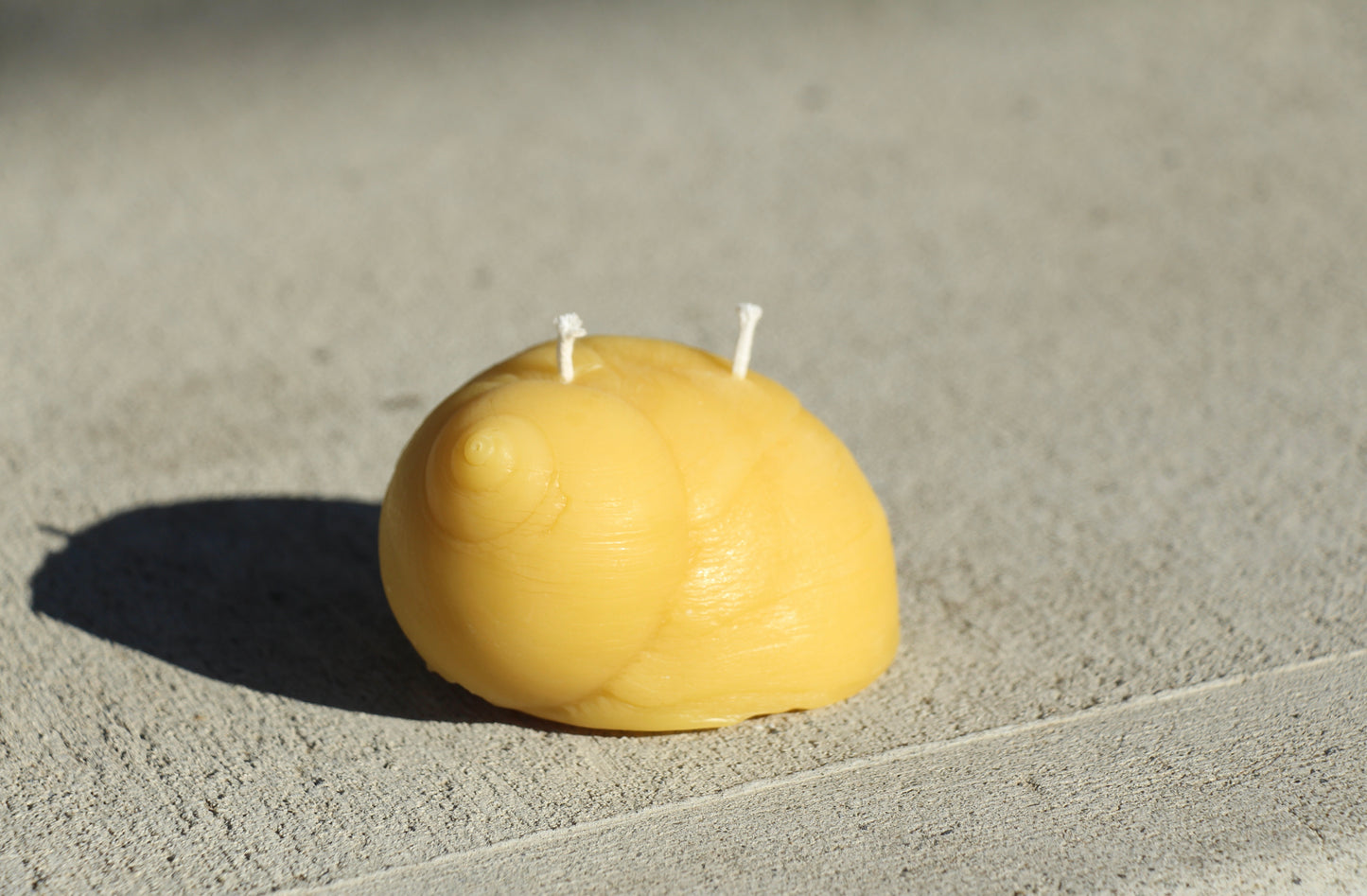 Beeswax Moon Snail Candle